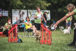 Sponsoring dogs agility